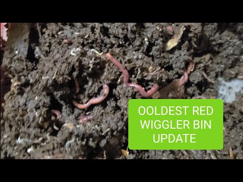 Oldest Red wiggler Worm Bin Update