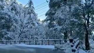 Shimla Snowfall whatsapp status