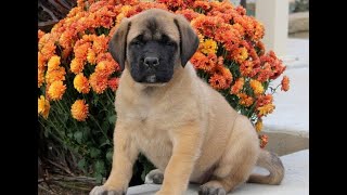 Video preview image #1 Mastiff Puppy For Sale in RED LION, PA, USA