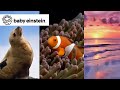 Baby Shakespeare Baby Einstein Classics Learning Show For Toddlers Kids Cartoons