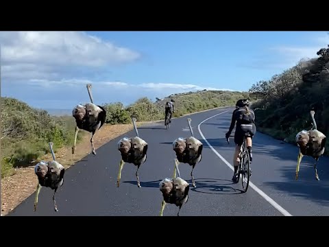 15 Crazy  Encounters With Wild Animals On The Road