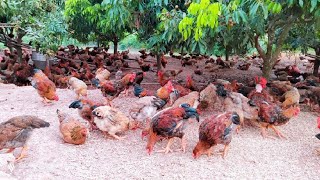 Chăn Nuôi Gà thả vườn