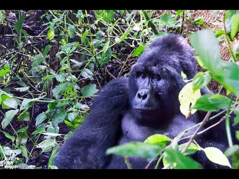 Gorilla vacations video thumbnail