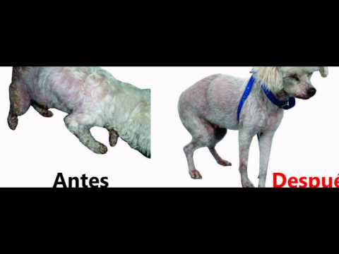 Luchando Por Una Justa Causa - El Animalista - Marco Tulio Sanchez Borda