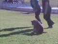 Taxi The Dog Scratches Bum At Footy