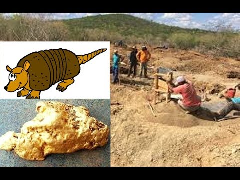 Pepita de ouro com mais de 800 gr é encontrado no buraco de um tatu