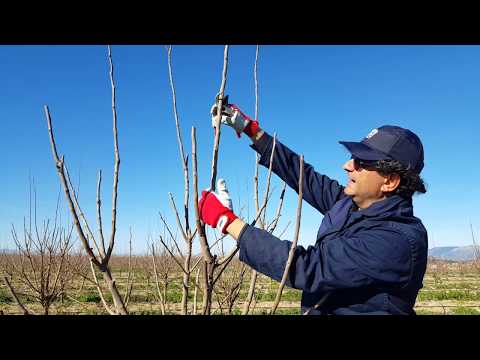 WINTER PRUNING OF PERSIMMONS IN THE THIRD YEAR