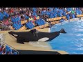 KATİL BALİNA KİLLER WHALE ORCA SHOW SeaWorld Katil Balinaların Havuz Gösterisi