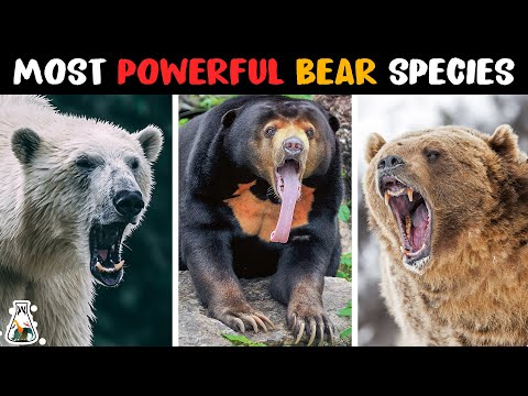 10 Most Powerful Bear Species on Earth