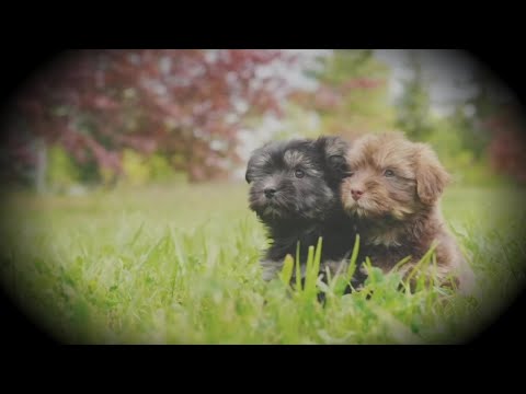 TV5 Investigates: Pet cloning