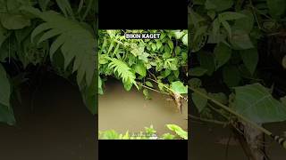 Download lagu mancing di selokan semak semak mp3 Download lagu mancing di selokan semak semak mp3