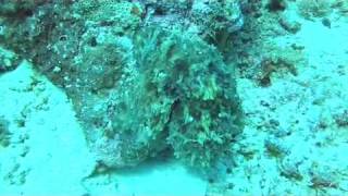 two minutes in an octopus&#39;s garden