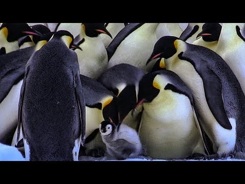 Penguins Kidnapping Other Young Chicks | BBC Earth