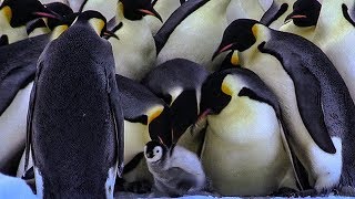 Download lagu Penguins Kidnapping Other Young Chicks | BBC Earth mp3