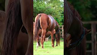 Download lagu rasa yg tak pernah ada mp3