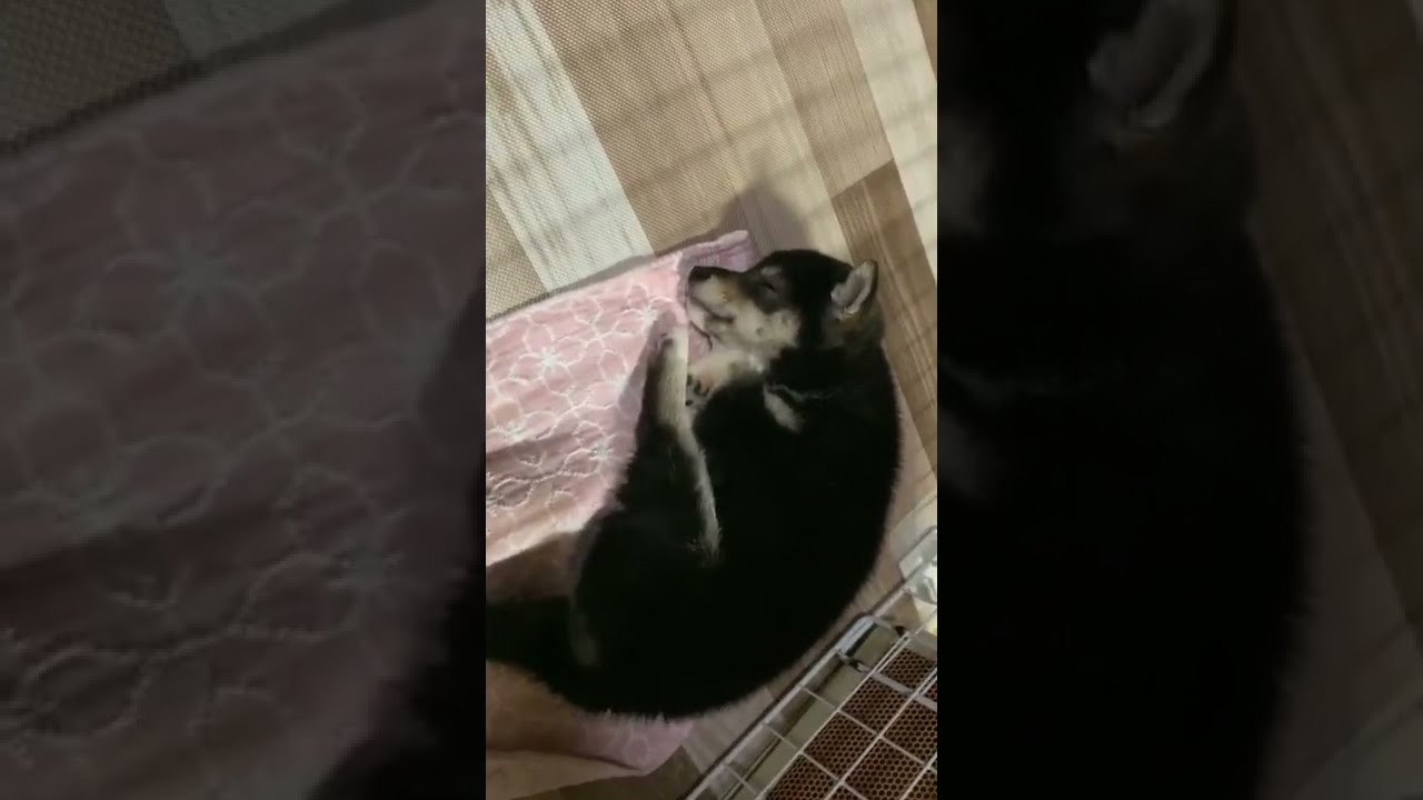 【豆柴】寝オチ【生後2ヶ月】#shorts