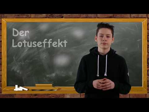 Der Lotuseffekt einfach erklärt