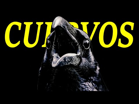 Cuervos