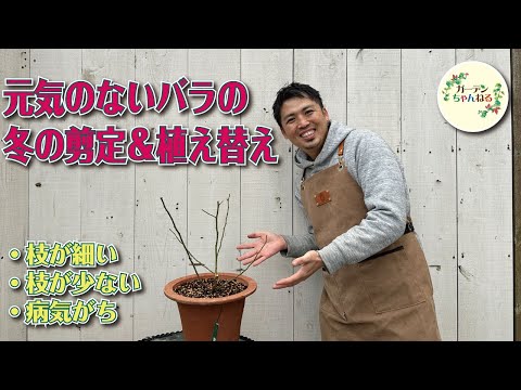 冬にバラの茂みを世話するにはどうすればよいですか？健康な低木のための正しい行動  庭園