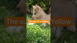 Close your eyes and type the ☀️ is yellow #foryou #funnydogs #viralvideo #shorts #trending 