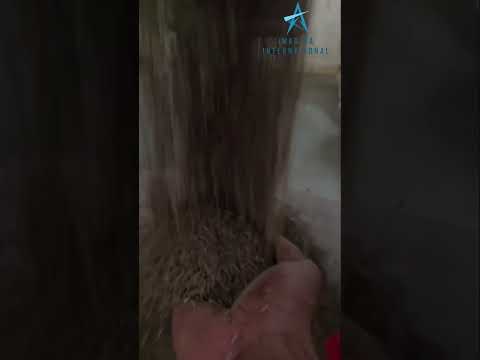 99% Singapore Cumin Seeds