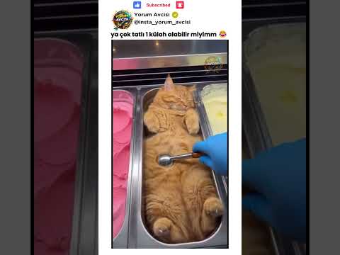 Külahta kedi sevmeyen var mı 😂 | Komik Yorumlar #komikyorumlar