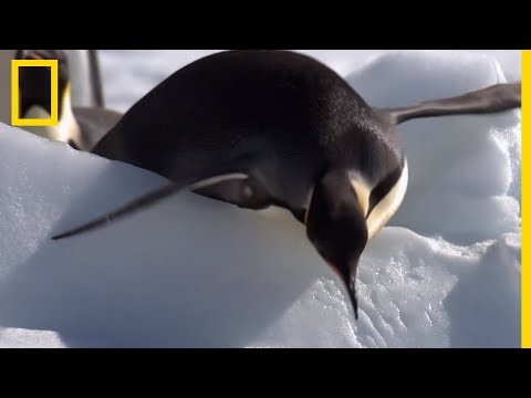 Les manchots empereurs, rois de la glissade