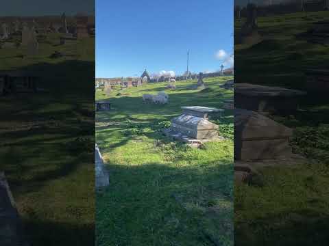 , title : 'Sheep grazing in the graveyard in  Llandudno, Wales'