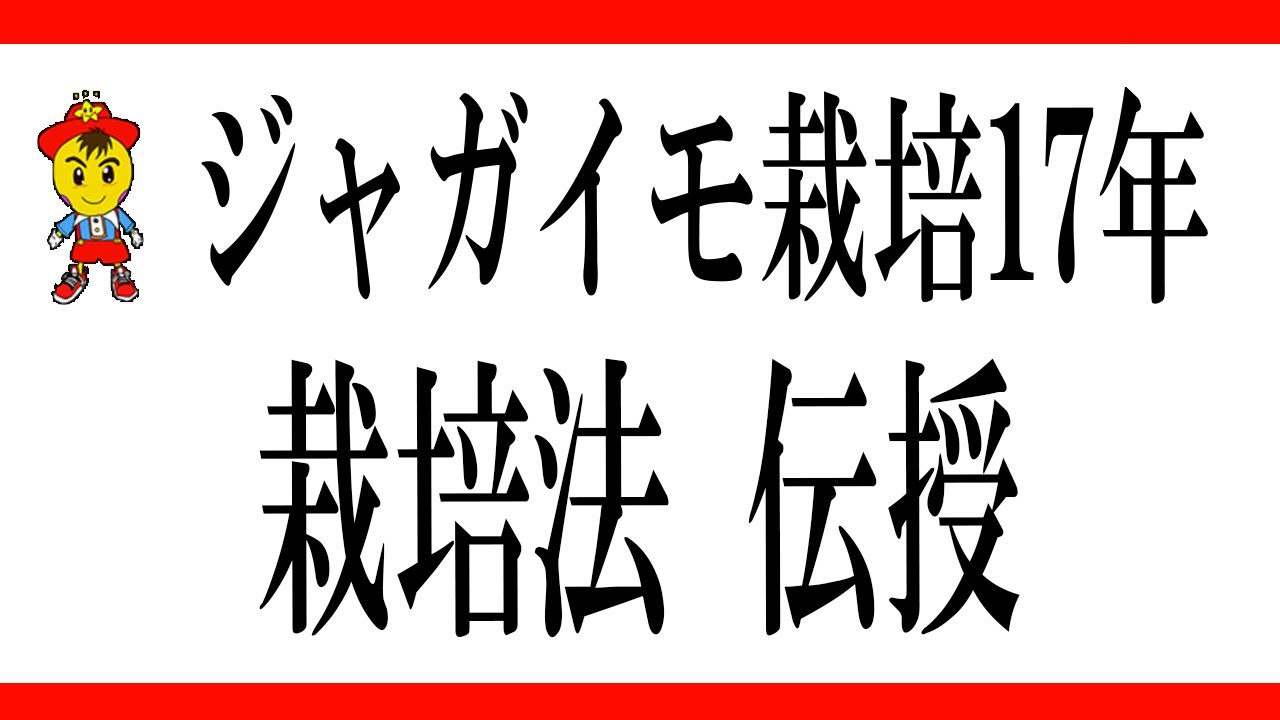 【自然栽培】ジャガイモの植え付けから収穫まで。失敗を防ぐ栽培管理の要点