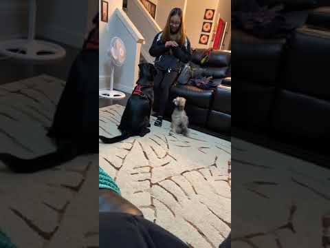 Hershey Louise the Maltipoo and her friend Bernice the Labrador