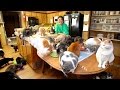 Ultimate Cat Lady: Woman Shares Her Home With 1,100 Felines - truly Ultimate Cat Lady: Woman Shares Her Home With 1,100 Felines