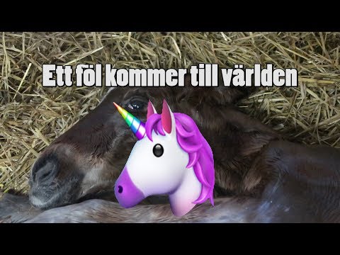 download lagu mp3 mp4 Föl, download lagu Föl gratis, unduh video klip Föl