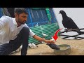 10 Minute Me Black Kabootar Pakda