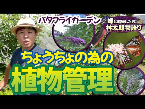 園芸 トリコロールティランジー、空気の娘