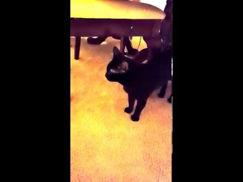 When your cat is begging for your human food