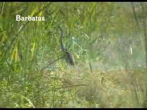 Garza imperial - Ardea purpurea