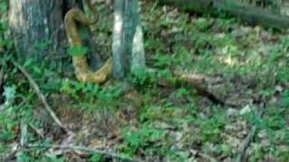 preview picture of video 'Pennsylvania Timber Rattlesnake'