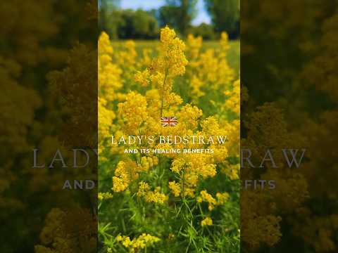 LADY'S BEDSTRAW and its healing benefits