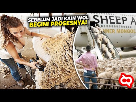 , title : 'Sering Liat Tapi Gak Tau Cara Buatnya! Intip Proses Produksi Bulu Domba Hingga Jadi Wol di Pabriknya'