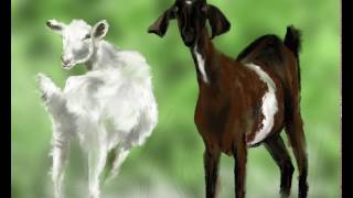 The Goats On Jas's Farm
