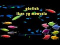 Ikan Hias Black Neon Di Habitat