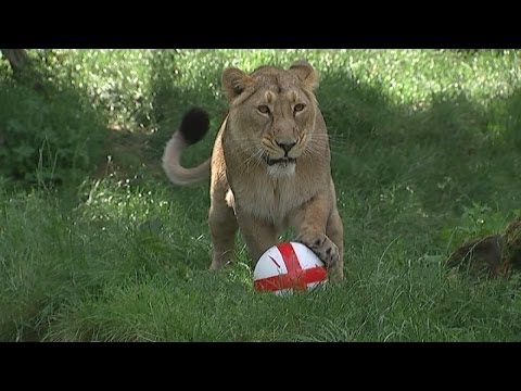 2014 World Cup: Three lions show off ball skills at London Zoo