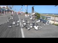 Seagulls Fighting Over A Slice Of Pizza On The Boardwalk In Ocean City NJ