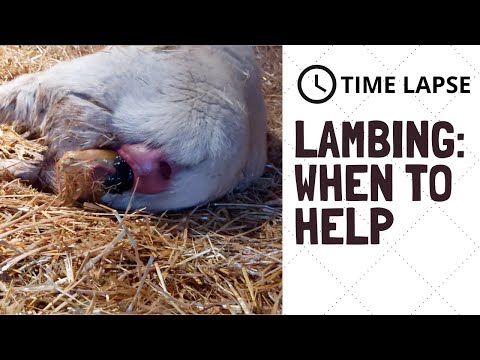 , title : 'Dorper Sheep Lambing: WHEN TO STEP IN AND HELP! (Time Lapse)'