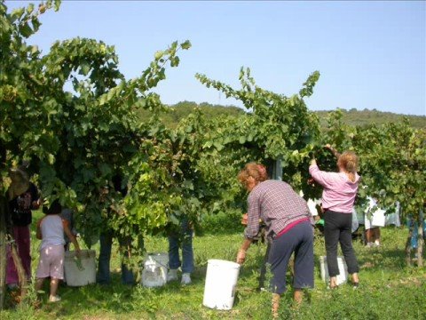 Ottavio Brajko-- Waltz- -Med rojaki.
