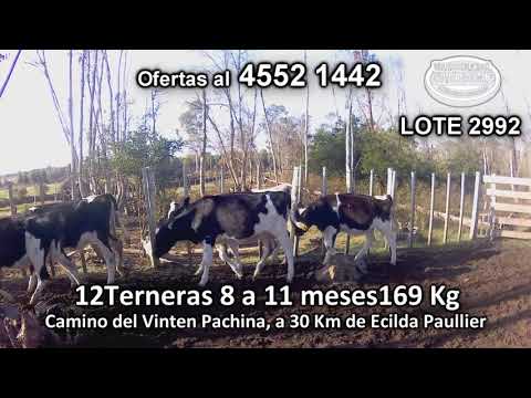 Lote 12 Terneras 12 HO 169 Kgkg -  en Camino del Vinten Pachina, a 30 Km de Ecilda Paullier