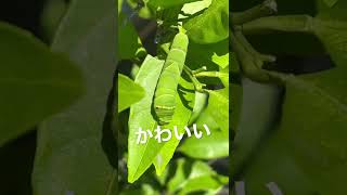 ミカンの葉を食べるナミアゲハの幼虫 #larva #swallowtail