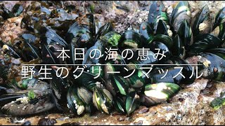NZ半自給自足生活 野生のマッスルムール貝を収穫して食べる!