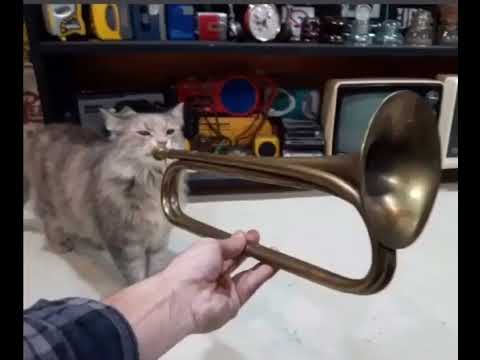 trumpet
