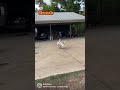 That goose hates me so much
